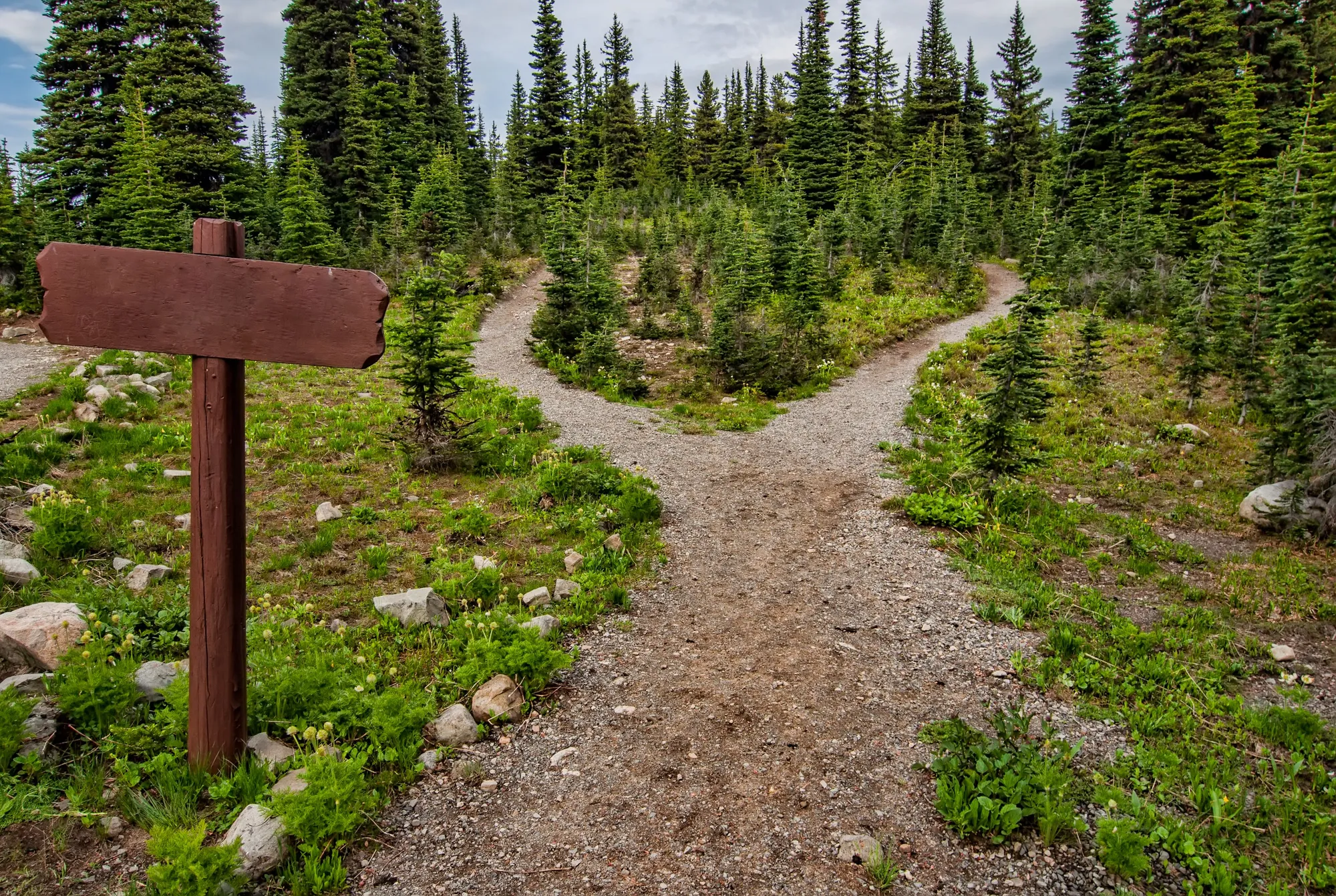 A gravel trail forks in two beside a blank wooden signpost among young fir trees