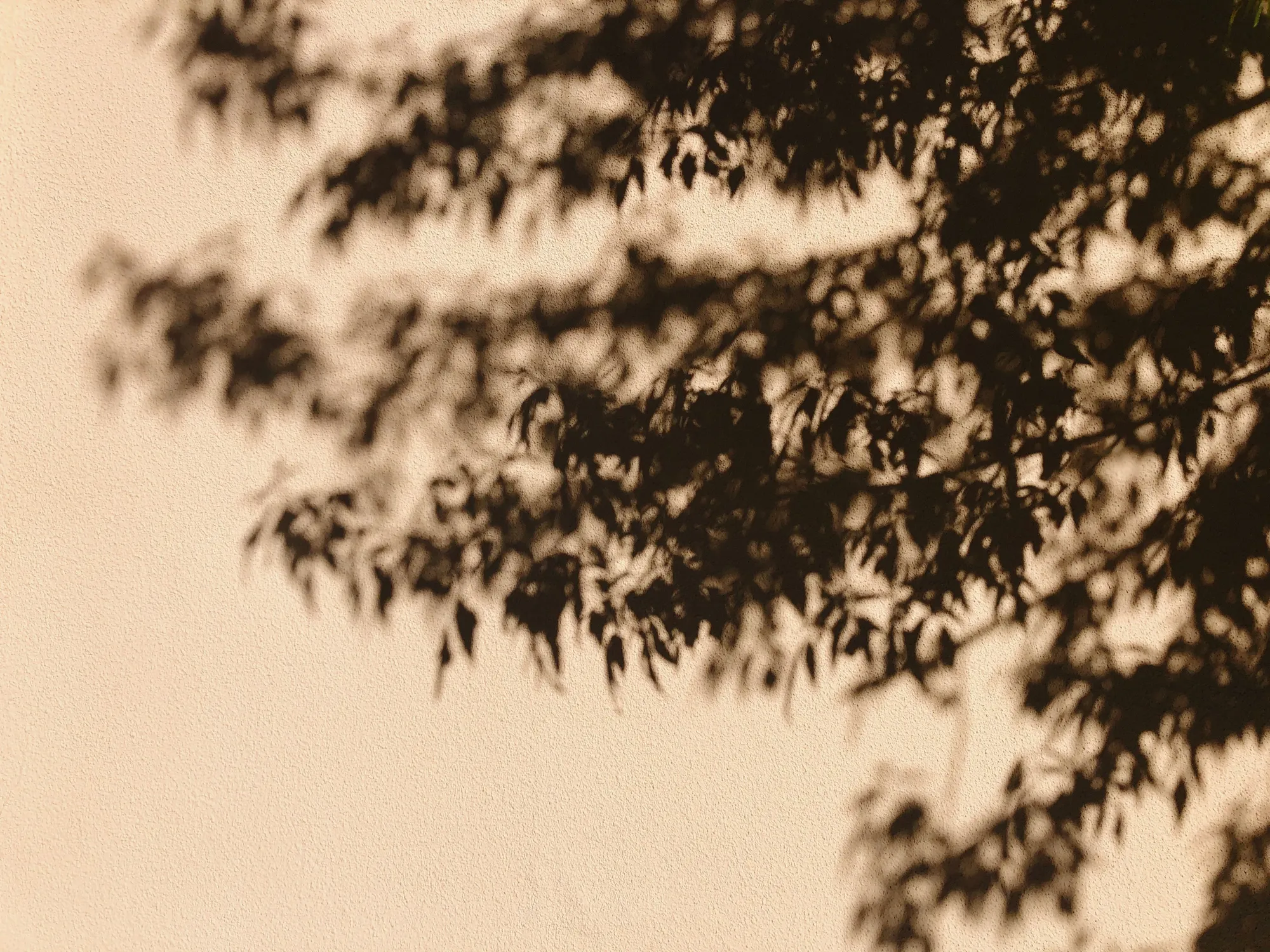Soft shadows of tree leaves falling across a warm beige plaster wall