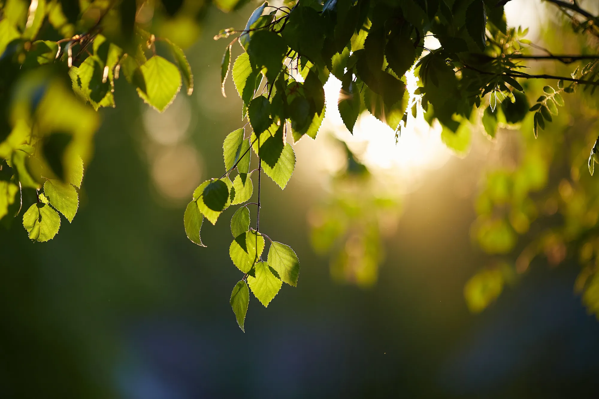 Warm sunlight glowing through green leaves on a branch, with the background softly blurred