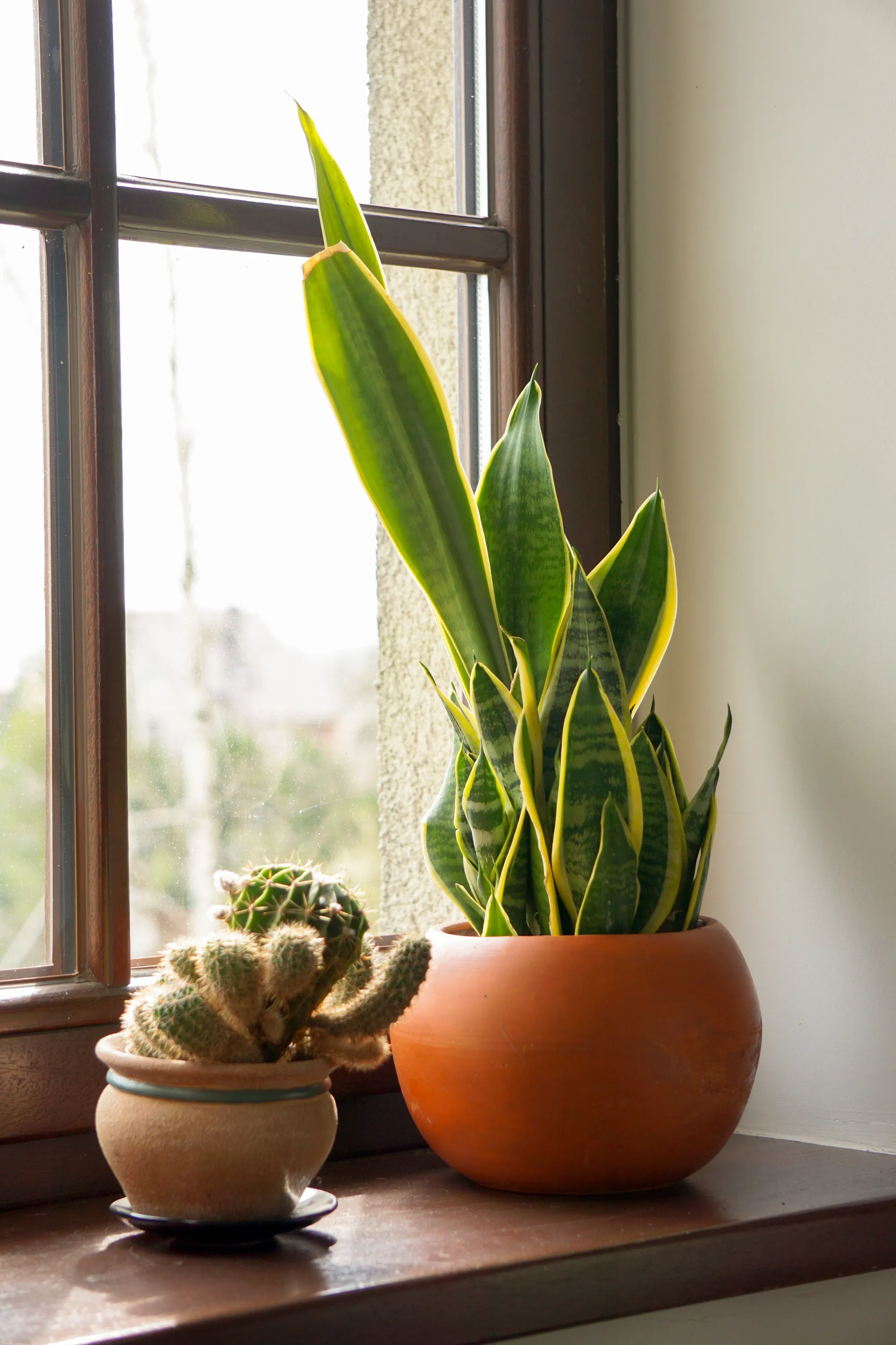 A snake plant in a round terracotta pot and a small cactus on a sunlit wooden windowsill