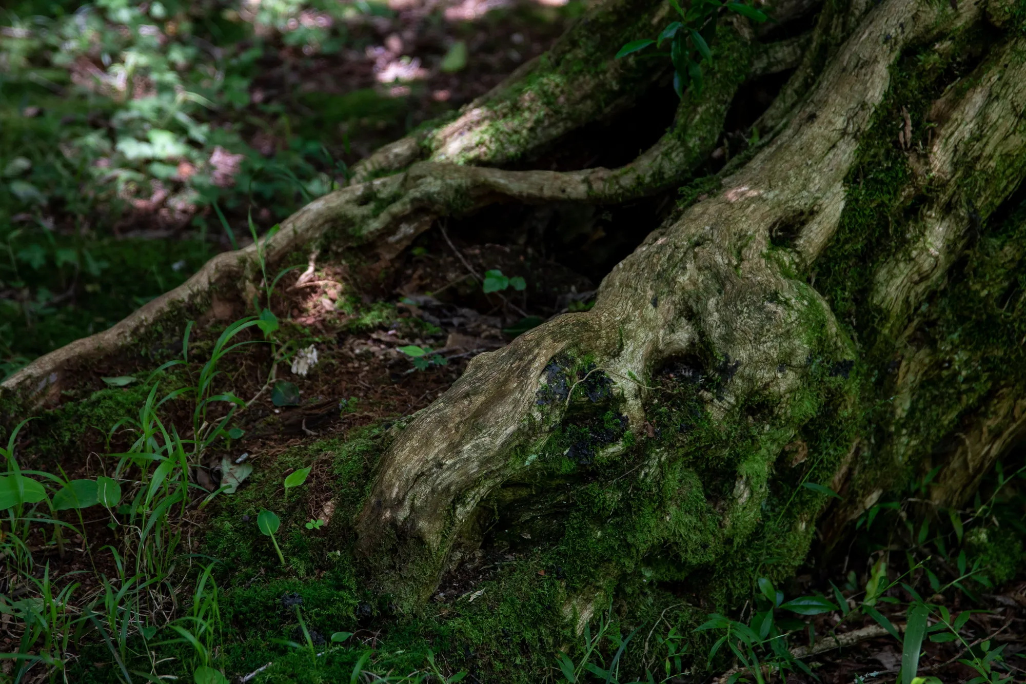 Large moss-covered tree roots spreading across a green forest floor in soft dappled light