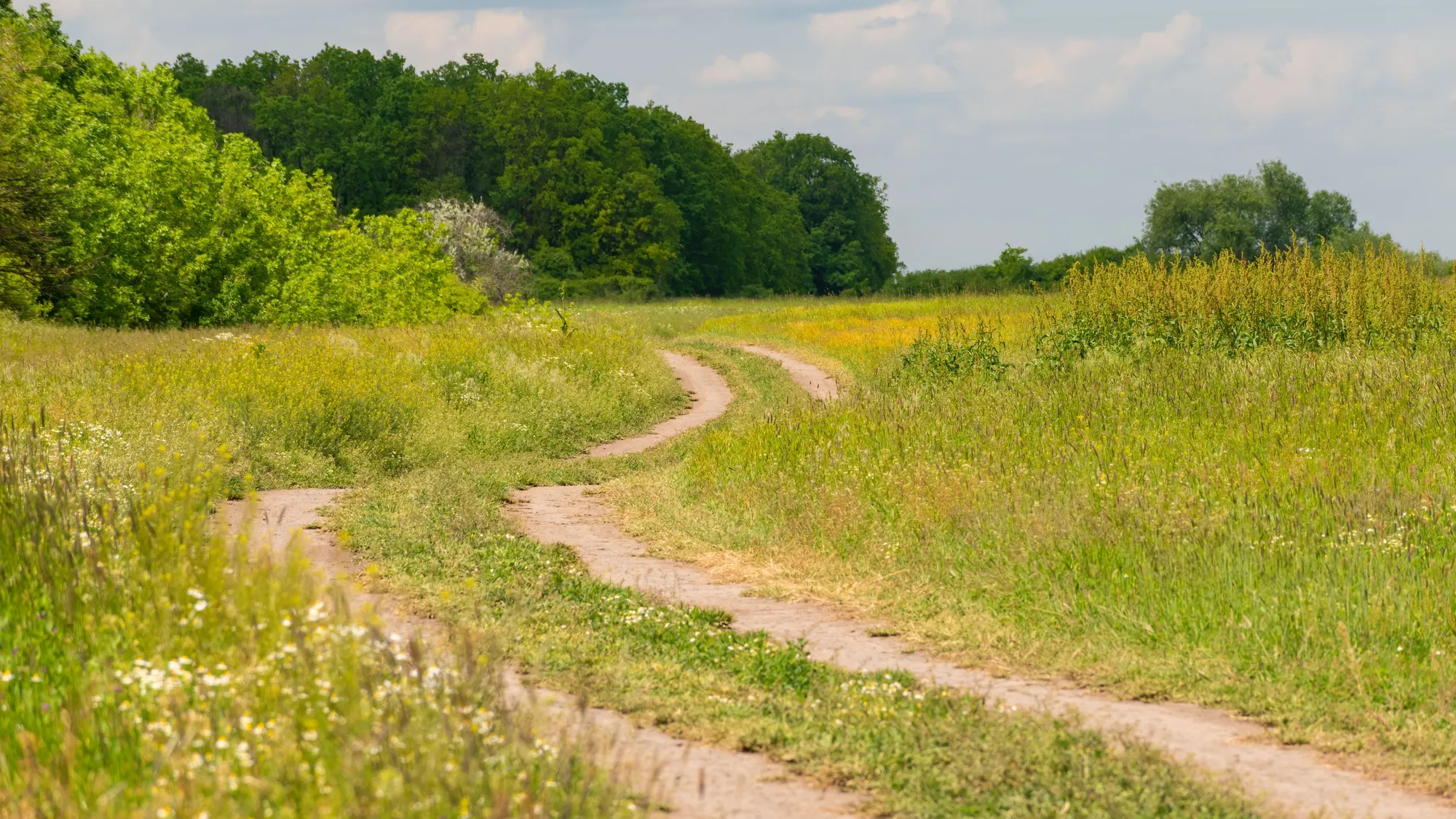 Two dirt paths wind side by side through a summer meadow toward a line of green trees